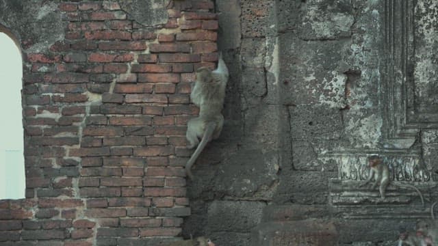 Group of Monkeys Resting and Playing on Ancient Stone Temple