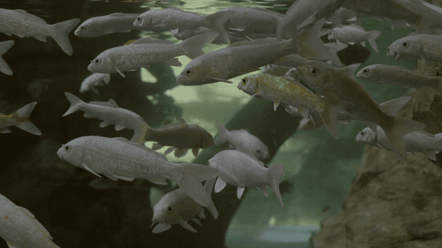 School of koi swimming in tank