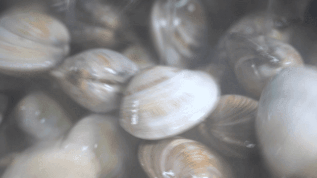 Clams washed with water