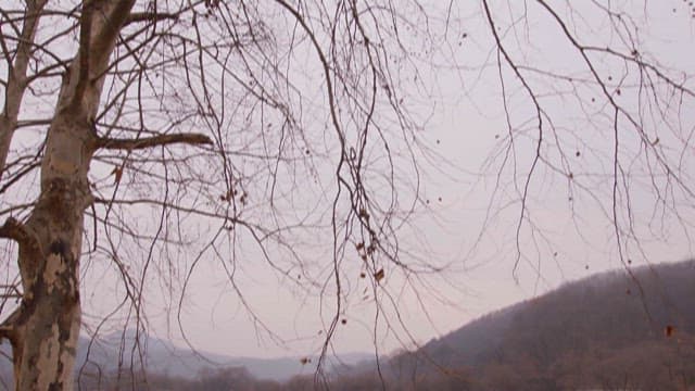 나목의 나뭇가지와 평화로운 호숫가 전망