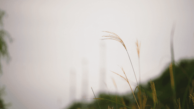 Tall silver grass swaying in the wind
