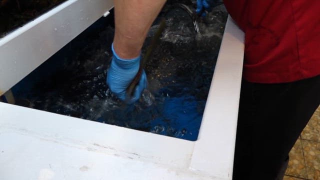 수조에서 꺼낸 방어