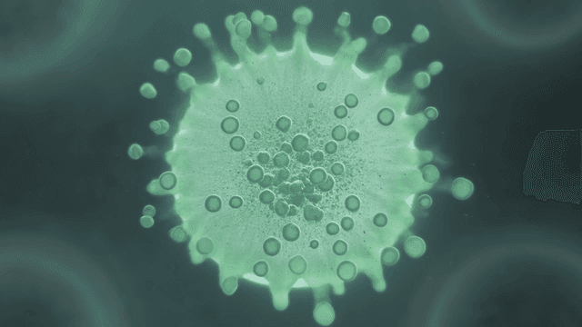 Microscopic view of a dividing cell
