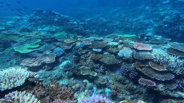 Vibrant coral reef teeming with fish