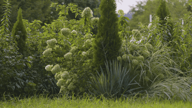 Garden with hydrangeas and plants