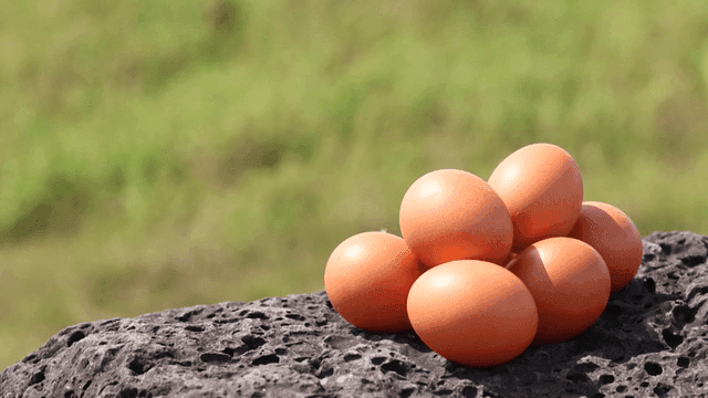 Eggs stacked on coastal basalt rocks