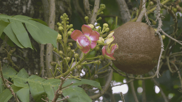 Colorful flowers blooming on tree