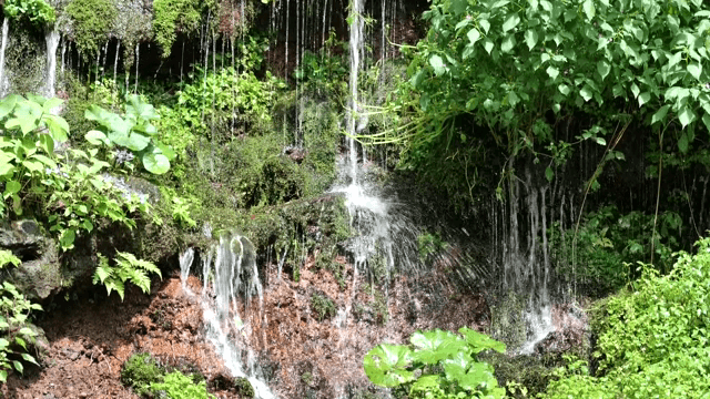 푸른 식물로 둘러싸인 작은 폭포