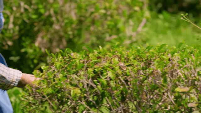 신선한 녹차 잎을 손으로 따기