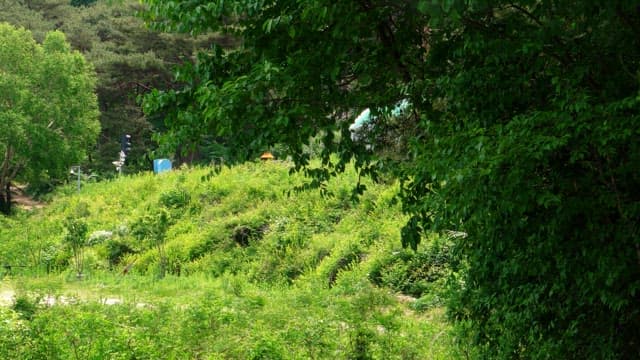 Motorcyclist riding through a lush green landscape