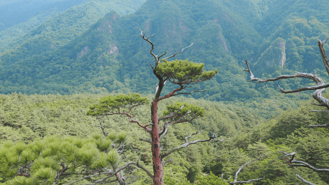 푸른 숲 속의 외로운 나무