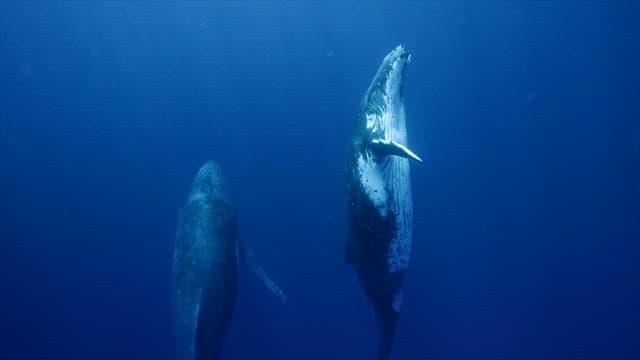 Two whales swimming gracefully underwater