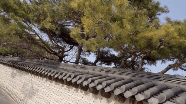 소나무와 전통 한국 담장