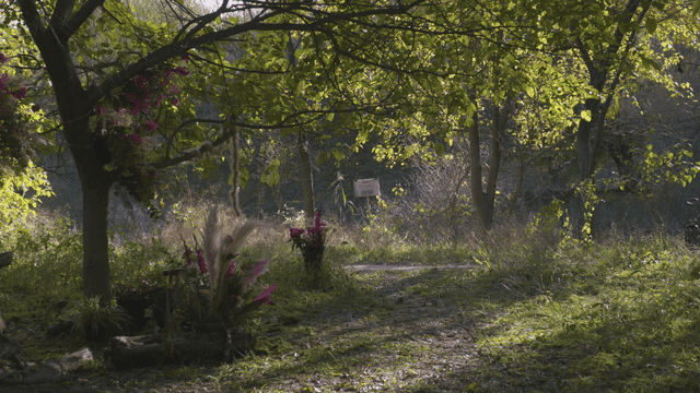 Quiet forest path bathed in sunlight