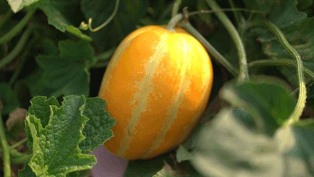 Ripe Korean melons among green leaves