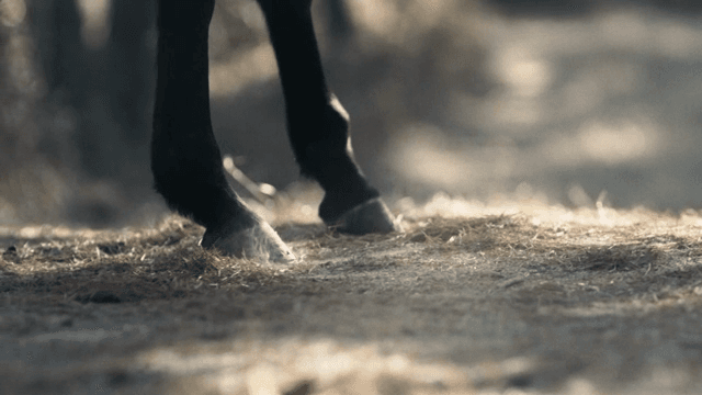 숲길을 걷는 말