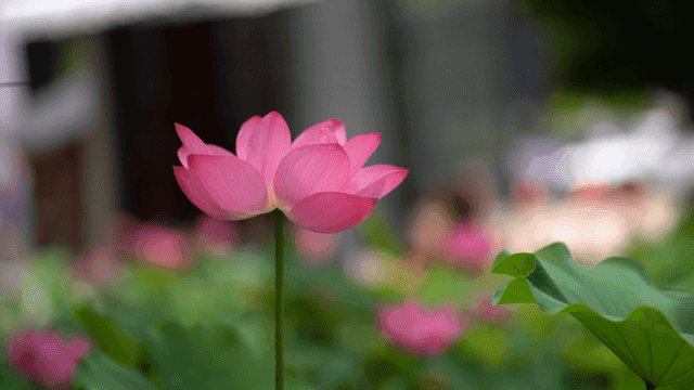 Fully bloomed pink lotus
