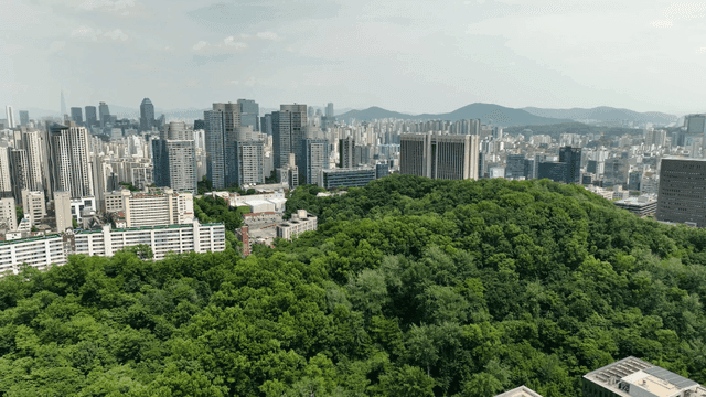 Blue forest and city skyline/