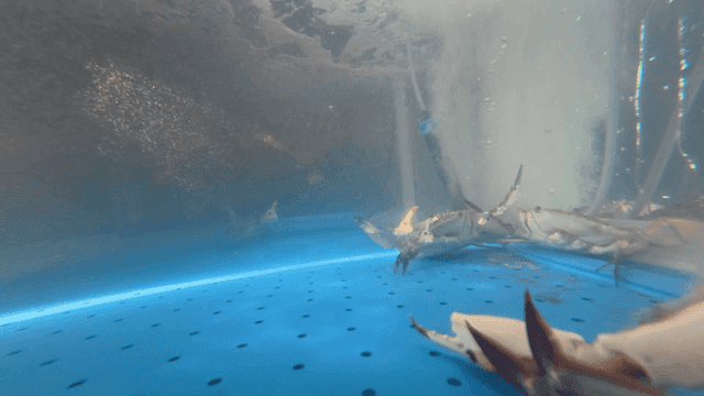 Crabs moving in an aquarium tank