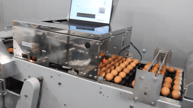 Eggs processed by factory machines