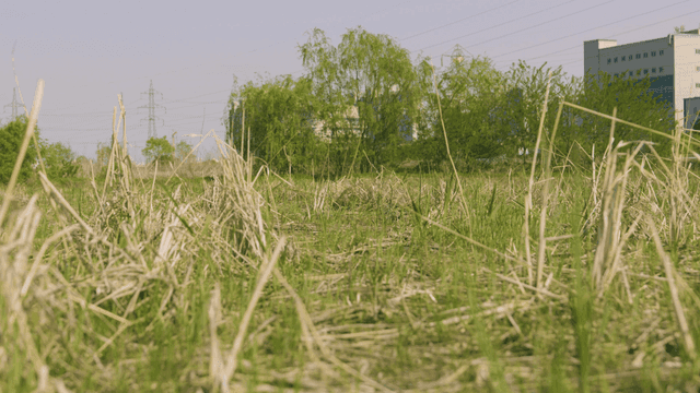 Grassy field with dry grass