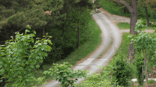 녹지로 둘러싸인 숲길
