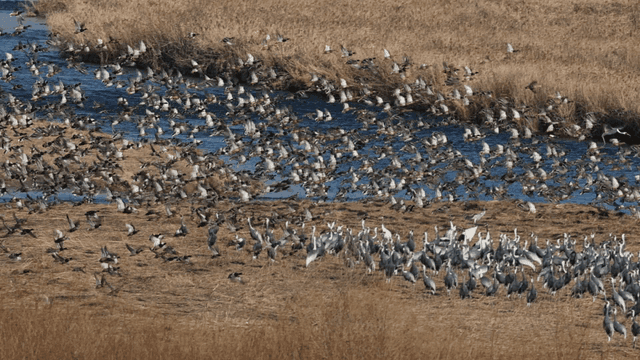 Flock of geese and cranes flying over river