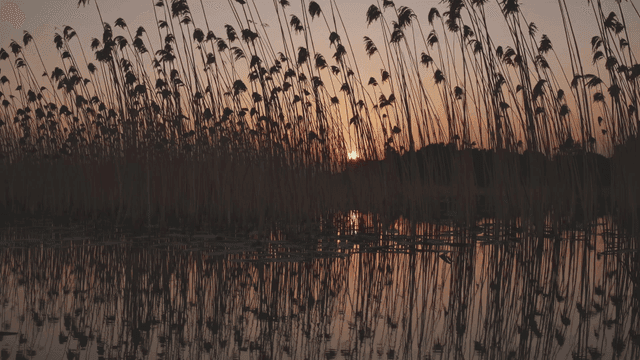 Sunset over a serene lake with reeds