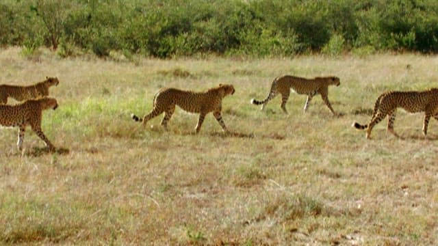 Cheetahs Walking Through the Savannah