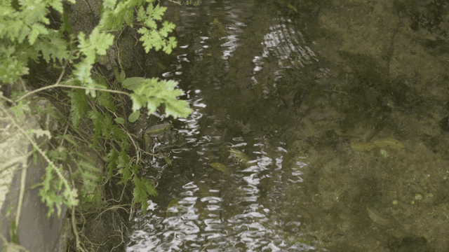 맑은 물과 잎이 있는 작은 시내