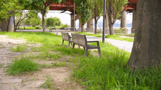Peaceful park with a bench in sight