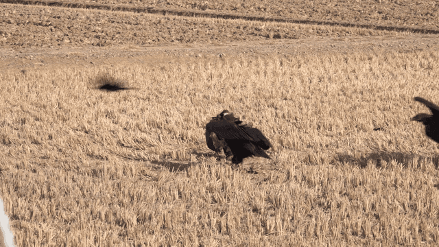 Eagles and crows fighting over food in field