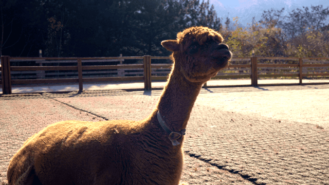 Alpaca standing outdoors in sun