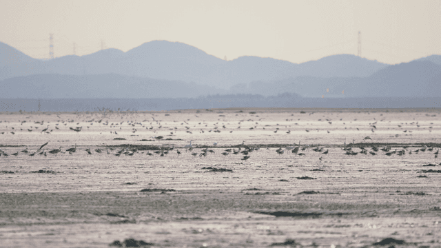 Vast tidal flat filled with numerous birds