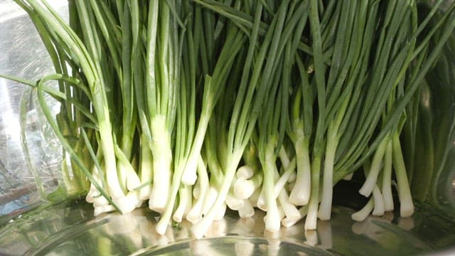 Hands wearing plastic gloves mixing fresh leeks and sauce in a metal bowl