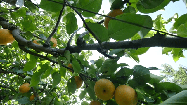 무성한 과수원에 매달린 배