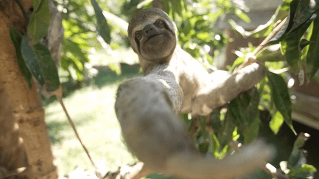 나무 가지에 매달린 나무늘보