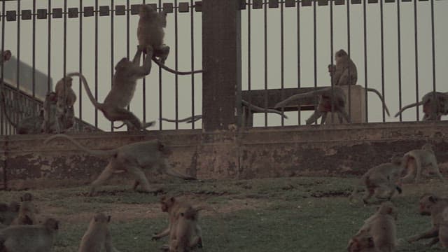 Monkeys Gathering Around a Fence