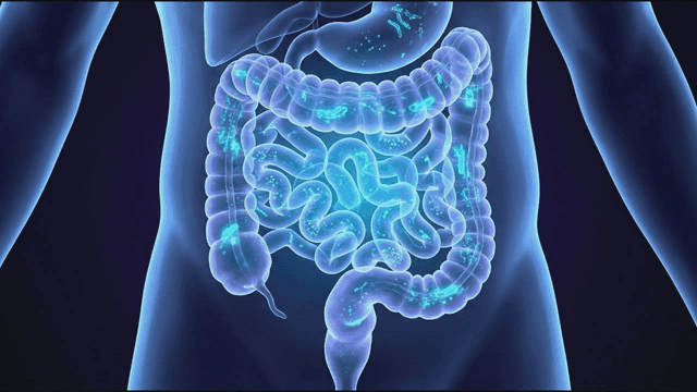 Visualization of human digestive organs showing microbial flow