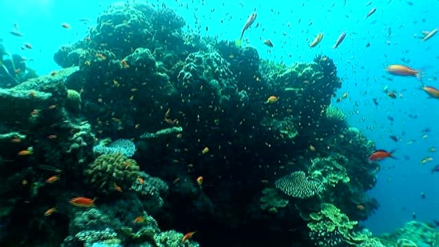 Colorful Fish Swimming Around Coral Reef