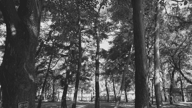 흑백의 울창한 나무들