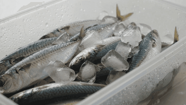 플라스틱 용기에 얼음과 함께 신선한 고등어