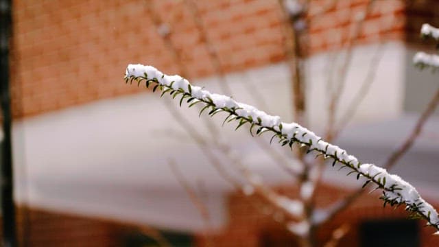 Snow-covered branch in front of a brick wall