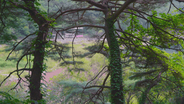 잔잔한 바람에 일렁이는 숲속의 나무들