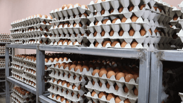 Stacks of arranged egg trays in storage room