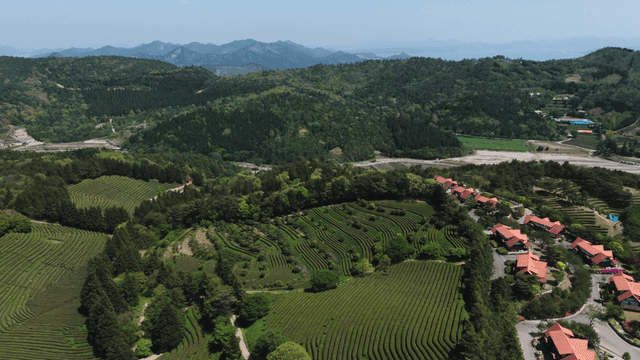 Green tea fields and red-roofed houses