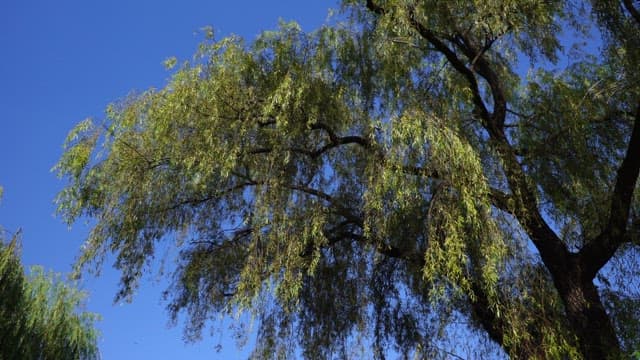 Leaves and trunks of a large willow tree under a clear sky