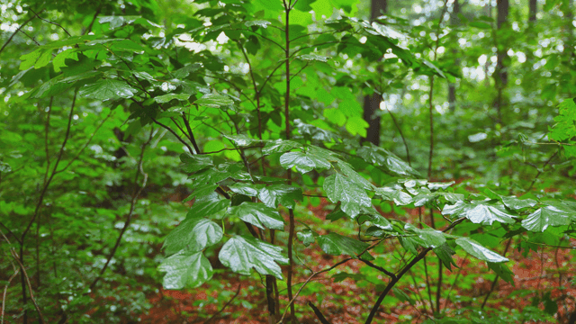 숲 속 잎 위로 떨어지는 빗방물