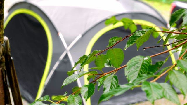 Green leaves with raindrops at the campsite