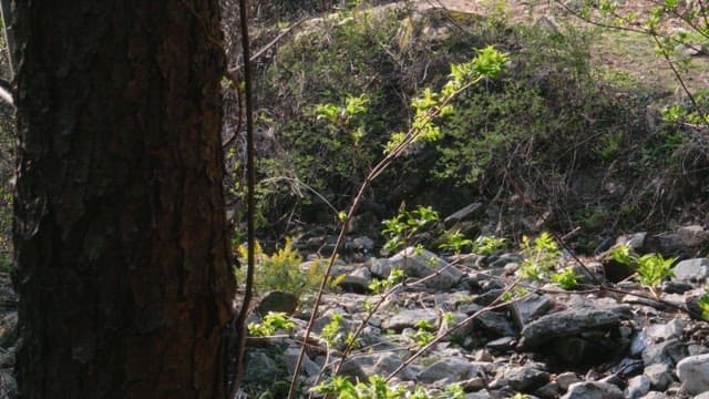 Green branches growing in a rocky forest